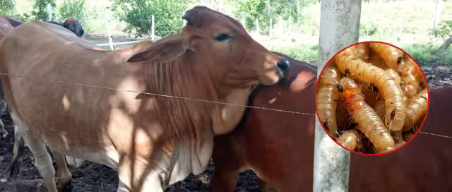 Según cifras de autoridades sanitarias en el municipio, oficialmente hay 11 animales afectados.