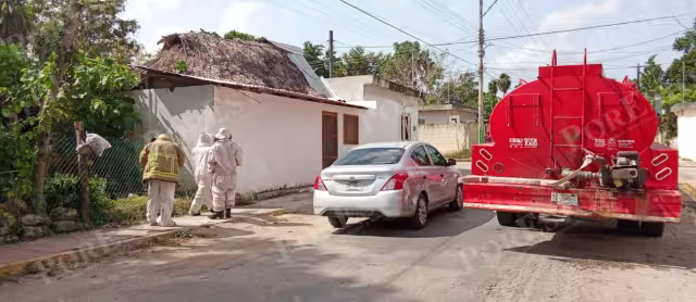 Ataque de abejas africanas en colonia Centro moviliza a cuerpos de emergencia de Lázaro Cárdenas