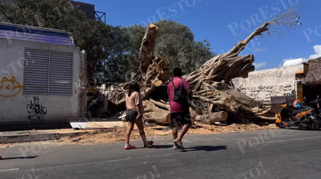 El ejemplar, ubicado en la calle 4 entre las avenidas 10 y 15 de Playa del Carmen, quedó recostado sobre la banqueta luego de que sus ramas fueran cortadas
