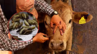 Gusano barrenador en Quintana Roo: Zona sur lidera con la mayoría de casos