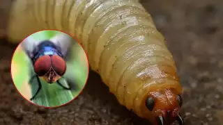 La mosca causaría la interrupción del ciclo reproductivo del insecto hasta lograr una reducción sostenida de la población