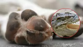 La muerte del can causó indignación entre la comunidad debido al descuido del dueño por sacarlo sin correa