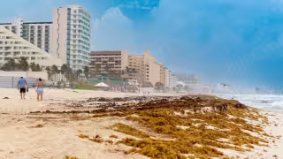 Sargazo alcanza nivel “excesivo” en Quintana Roo; reportan más de 52 mil toneladas en el Caribe