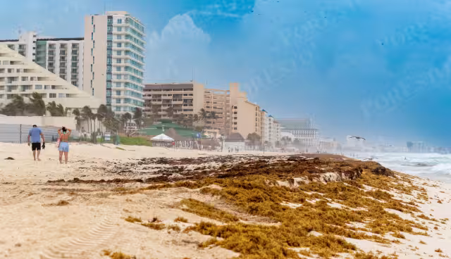 Autoridades reportan que se limpian las playas Delfines y Del Niño de las 5:00 a 12:00 horas; debido a la alta concentración usan maquinaria para el retiro