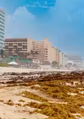 Autoridades reportan que se limpian las playas Delfines y Del Niño de las 5:00 a 12:00 horas; debido a la alta concentración usan maquinaria para el retiro