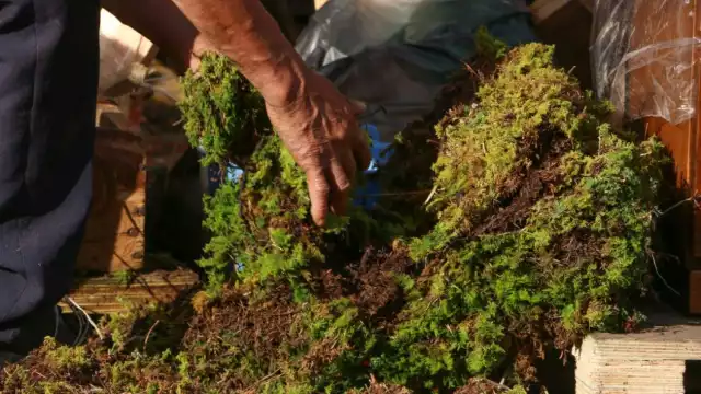 Los comerciantes venden el heno en paquetes desde 30 a 100 pesos