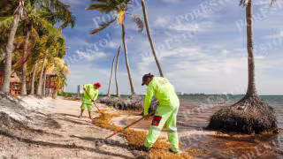 Fonatur regresará a Quintana Roo en 2027: Destinará 500 mdp para el manejo del sargazo