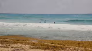 Sargazo en Quintana Roo: 96% de las playas presentan recale de macroalga