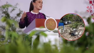 Quintana Roo se suma a la Jornada Nacional de Reforestación con siembra de especies nativas