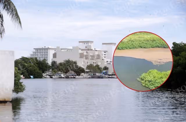 Sargazo invade la Laguna Nichupté; difunden video de acumulación en el manglar
