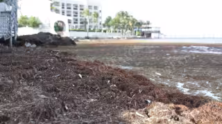 Investigan mortandad de cientos de peces en Puerto Morelos