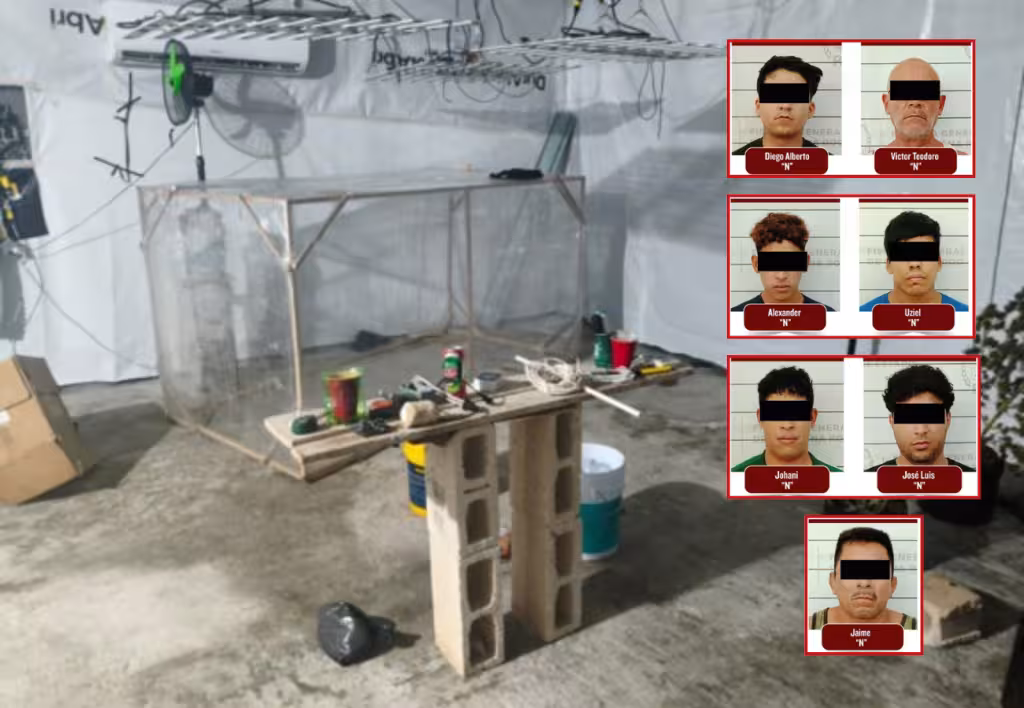 Desmantelan dos viveros clandestinos de marihuana en Quintana Roo