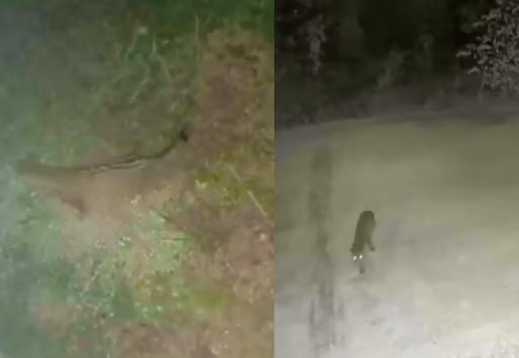 Misterioso felino aparece entre viviendas de Tulum y alerta a vecinos