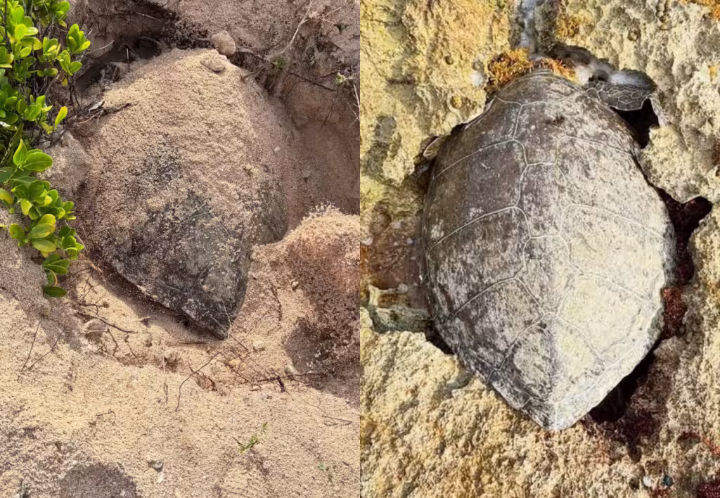 Tortuga marina muere atrapada entre rocas en la costa de Mahahual