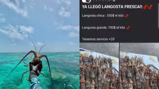 Pescadores de Cozumel alertan  por venta ilícita de langosta y caracol
