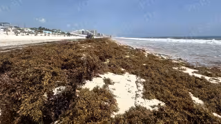 Sargazo en Quintana Roo: 2026 rompe récord con 138 mil toneladas recolectadas
