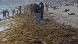 Prevén arribo de 15 toneladas de sargazo a playas de Cancún