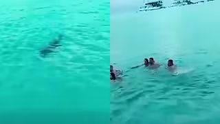Captan a cocodrilo nadando cerca de turistas en “El Cielo" de Cozumel: VIDEO