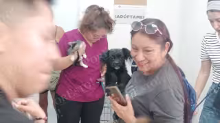Logran adopción de hasta 40 perros y gatos en campaña en Cancún