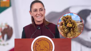 Sargazo en Quintana Roo: Sheinbaum destaca coordinación con la Marina ante temporada que apunta a récord histórico