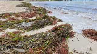 Alertan por afectaciones a la salud y medio ambiente ante el nuevo arribo de sargazo en Quintana Roo