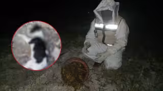Abejas agresivas matan perros y gallinas en La Unión; CNE controla enjambre