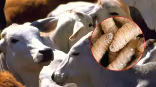 Subregistro de miasis eleva número real de casos en Quintana Roo