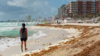 Frente Frío 41 deja recale masivo de sargazo en playas de Cancún