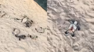 Denuncian muerte de crías de tortuga marina en playa de un hotel de la Zona Hotelera de Cancún: VIDEO