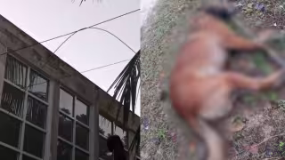 Perro muere electrocutado al tocar un cable suelto en Cozumel