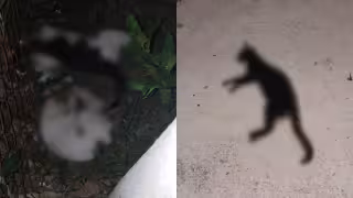 Envenenan a cuatro gatos en el fraccionamiento Flamingos 4 de Chetumal