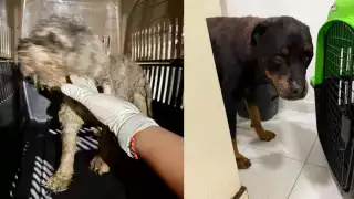 Rescatan a dos perritos de un domicilio en la SM 320 de Cancún por presunto maltrato