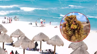 Sargazo en Quintana Roo: ¿Cuáles son las playas con macroalga hoy viernes 30 de enero?