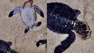 Encuentran tortuguitas marinas muertas y con mordeduras de perros en Punta Esmeralda