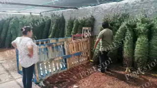 “Blanca y cara Navidad": Árboles alcanzan los 6 mil pesos en Cancún; familias lidian con altos precios