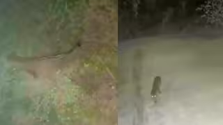 ¿Jaguar u ocelote? Cámaras captan a un felino en la Región 15 de Tulum: VIDEO