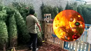 Navidad segura: Así se elije correctamente un árbol natural y evitar incendios, según Protección Civil de Q. Roo