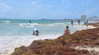 Secretaría de Marina reporta bajo nivel de sargazo en Quintana Roo