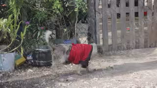 Mascotas y perros callejeros, de los más afectados por las bajas temperaturas en Cancún