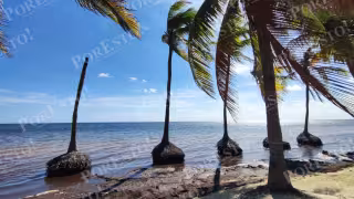 Playas del Caribe Mexicano en riesgo: Reportan pérdidas de arena por alta erosión costera