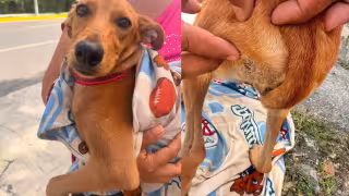 Investigan agresión a perrito que recibió un impacto de balín en Campeche