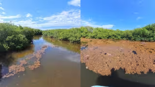 Alertan por presencia de sargazo en Bacalar Chico; temen afectaciones al turismo