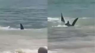 Así fue el ataque de un presunto tiburón a una raya en una playa de Tulum (VIDEO)