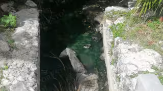 “Nos cruzamos la calle del miedo”: Avistamiento de cocodrilo en la Laguna Nichupté de Cancún genera alarma entre visitantes
