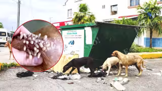 Gusano barrenador en Quintana Roo: Casos de perros infectados aumentaron 166% en Cancún