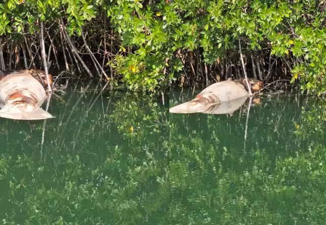 La vigilancia en las zonas donde habita la especie y la promoción de una mayor conciencia ambiental son factores necesarios para disminuir los riesgos