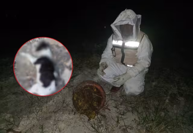 Abejas agresivas matan perros y gallinas en La Unión; CNE controla enjambre