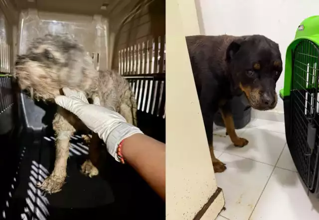 Rescatan a dos perritos de un domicilio en la SM 320 de Cancún por presunto maltrato