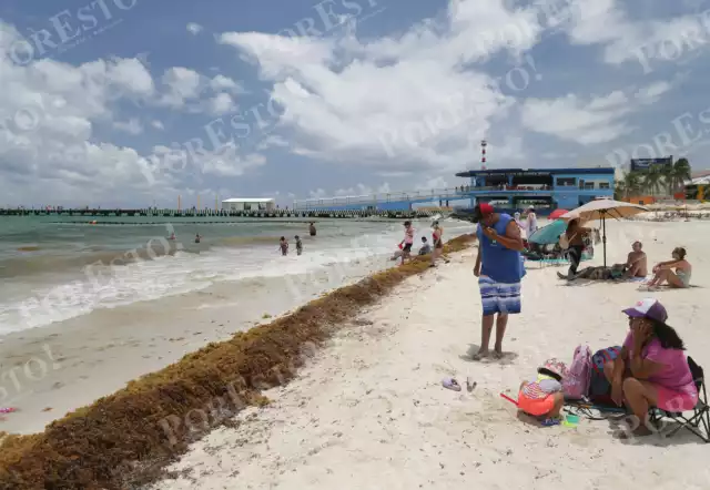 Durante el 2025 se recolectaron más de 91 mil toneladas de sargazo, instalaron 9.5 kilómetros de barreras marinas