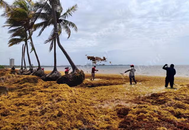 El estudio realizado mediante la inteligencia artificial detectó la presencia de cinco manchones de talofita cerca de Q, Roo, con alrededor de 82 toneladas